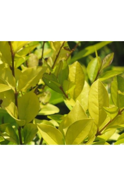 Бирючина гибридная Викарий в горшке